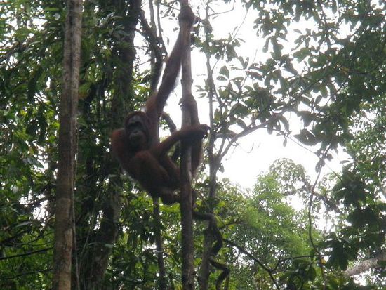 Heute war ein Glückstag. Von rund 25 im Park lebenden Orang Utan kamen deren fünf zur Fütterungsstelle, die nur 2x am Tag für eine Stunde für Besucher offen ist. Die Tiere halten sich aber nicht unbedingt an diese Zeiten!