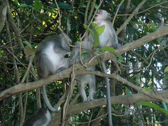 Neben diesen Langschwanz-Makaken die sich zu Hauff auf den Bäumen tummeln, haben wir auch eine Gruppe Orang Utans (ja, wilde) und mehrmals Familien von Nasenaffen beobachten können.
