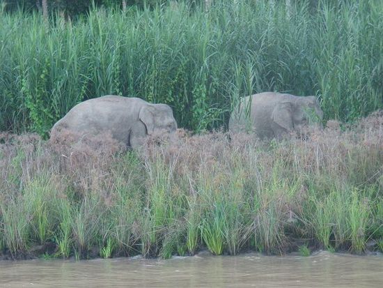 Borneo-Zwergelefanten. Die Population beträgt laut WWF nur noch etwa 1.000 bis maximal 1.500 Tiere.
