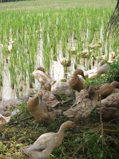 Enten erfüllen eine wichtige Aufgabe im Düngen der Reisfelder.