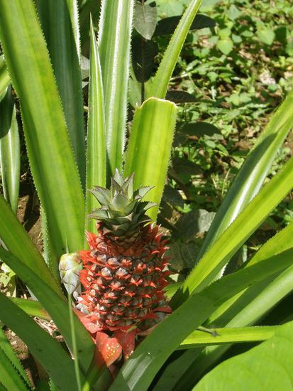 Ananas