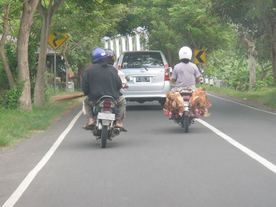 An den Beinen festgebundene Hühner auf dem Scooter rechts!