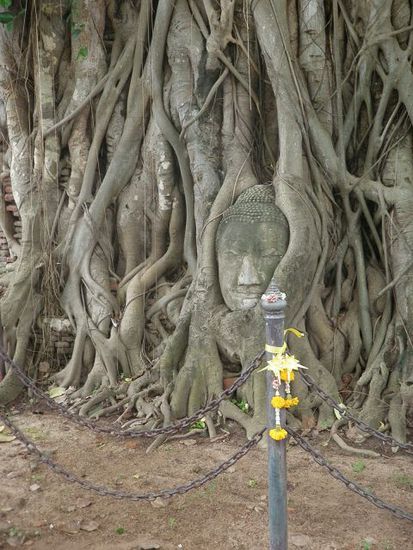 Nur der Kopf des Buddhas hat in diesen Baumwurzeln überlebt.