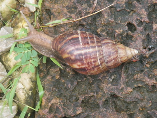 Wir reisen etwas schneller und kommen mit dem Minibus nach Chiang Mai. 