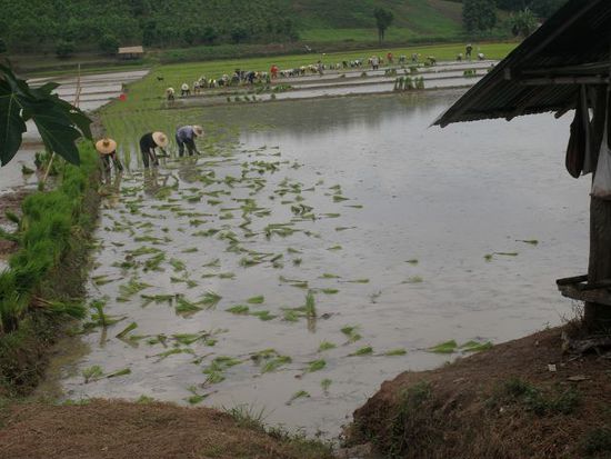 Unterwegs nach Chiang Khong finden wir riesige Reisfelder, die bepflanzt werden müssen....
