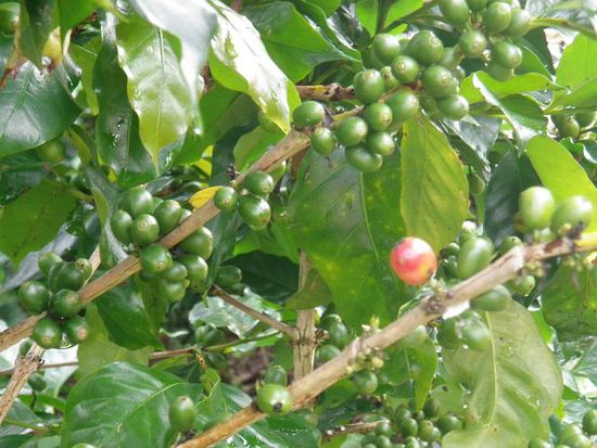 Die Franzosen führten den Kaffeeanbau in den 20er Jahren ein, im Indochina-Krieg wird das Plateau zerbombt, von der damaligen DDR in den 60er Jahren wird die Kaffeeproduktion wieder belebt und heute ist er Export Nr. 1 des Plateaus.