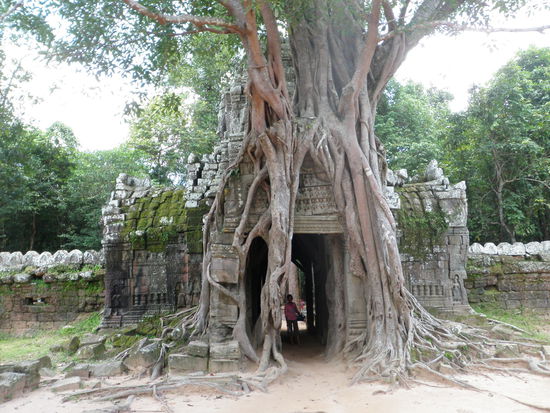 Im Tempel Preah Khan: Der Urwald holt sich sein Reich zurück.