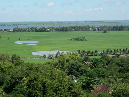Das Mekong Delta ist die Reiskammer Vietnams. Flüsse, unterbrochen von riesigen Reisfeldern soweit das Auge reicht.