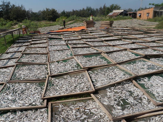 ..und dann getrocknet. (für den Export werden am Ende noch die Köpfe abgeschnitten.)