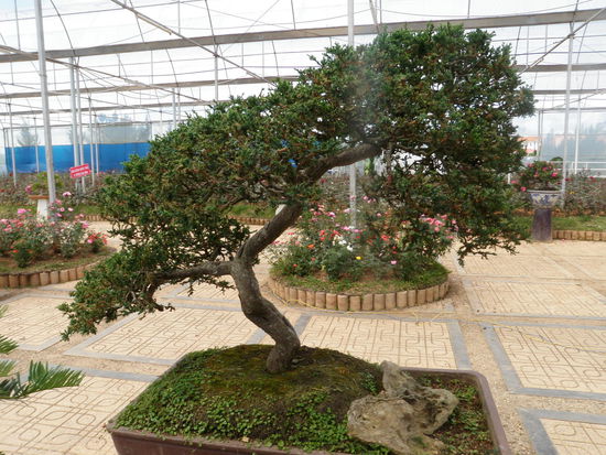 Da Lat ist auch für seine Blumen bekannt, die nach ganz Südostasien exportiert werden. Eine permanente Blumenausstellung zeigt Blumen aller Art, die auch bei uns bekannt sind. Aber auch eine Sammlung von Bonsais ist zu besichtigen, und diese sind zu erschwinglichen Preisen zu haben. 