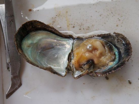 Allerdings braucht es Geduld. Je nach Grösse dauert es 2-7 Jahre. Nur etwa 30% werden wirklich Perlen und nur 10% von diesen sind für Colliers brauchbar. Man rechne!