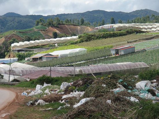 In den Highlands sind auch grosse Anstrengungen im Gange um mehr Bio-Gemüse zu produzieren.
