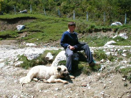 Kaum zu glauben, dass solche Hunde heute noch von alten Mütterchen als Lasttiere zum Holztransport eingesetzt werden.