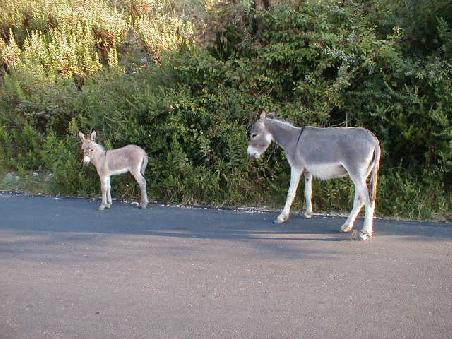 Diese beiden sind halbwilde Tiere, die offensichtlich die Wirren 1996/1997 ausgenützt und sich aus dem heimischen Stall davon gemacht haben.
Meine Erfahrungen mit diesen störrischen Vertretern ihrer Art waren nicht unbedingt die besten. Einem austretendem Eselshuf geht man besser aus dem Weg...