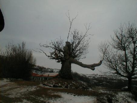 Kaum vorstellbar, was dieser Baum er- und überlebt hat...