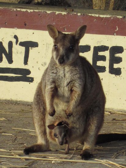 schaut doch aus wie ein kleiner chiwawa, oder?