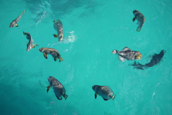 vom boot aus...riesenfische!