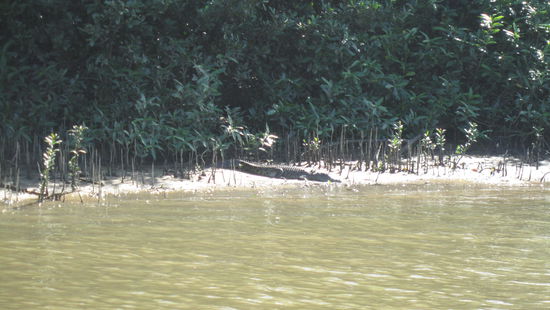 wo ist das croc? seht ihr es?