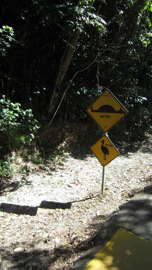 ein sehr berühmtes strassenschild, ist auf vielen postkarten drauf... man soll auf die wilden cassowarys aufpassen, sonst sind se platt!