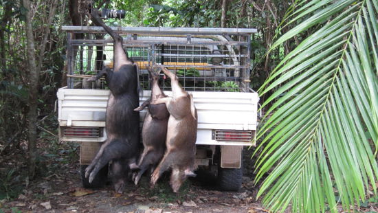 lust auf geräuchertes wildschein? 