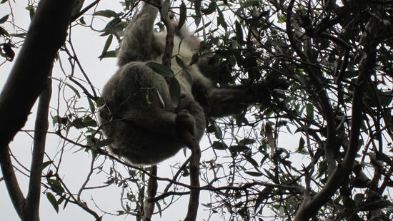 sooo süss, dieses fellkneul!