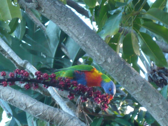 ...im botanischen Garten von Sydney
