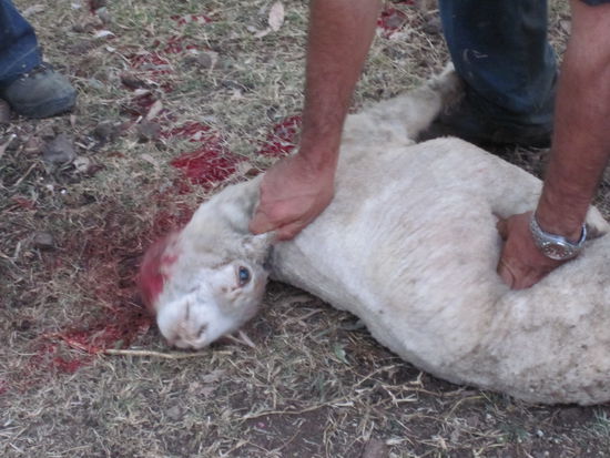 grad lief es noch quitschvergnügt rum....