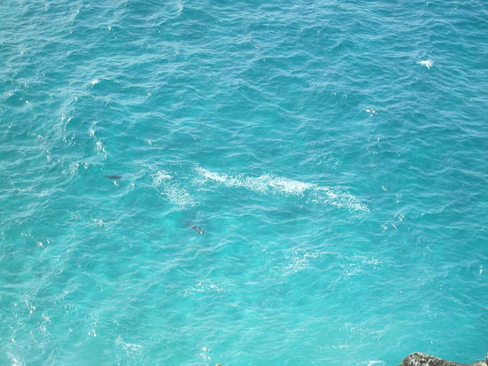 könnt ihr die delphine erkennen?!