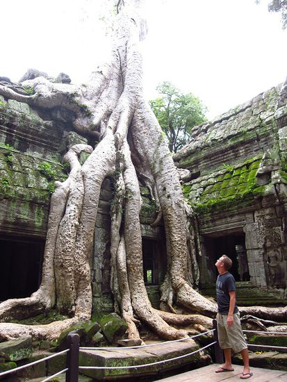 Ingo und Baum im "Ta Phrom"