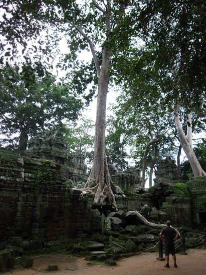 Kili vor nem weiteren Baum der den Tempel langsam aber sicher zunichte macht