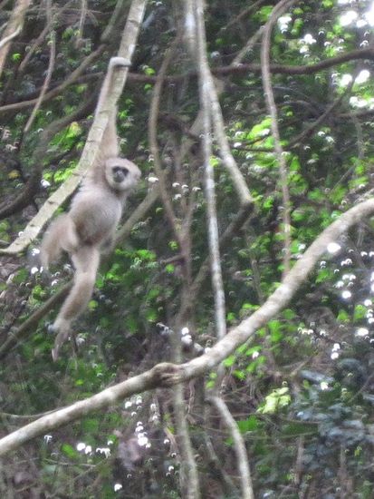 weisser Chillout - Gibbon