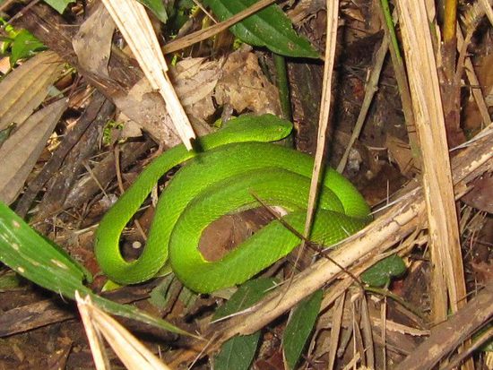 Viper