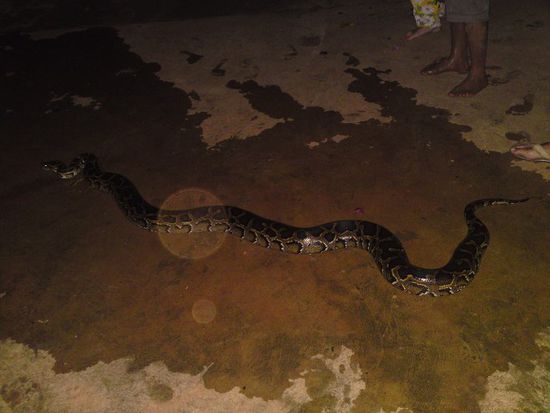 Python, geschätzte 3m lang und so breit wien Oberschenkel!