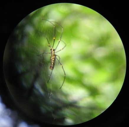 Durch Fernglas fotografierte Spinne