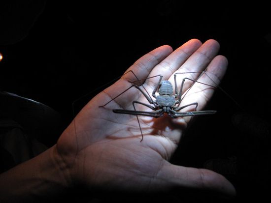 Skorpion-Spinne