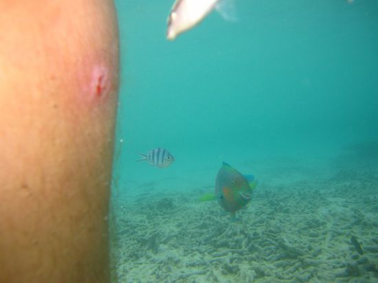 Ein Dank an dieser Stelle an den kleinen Fisch