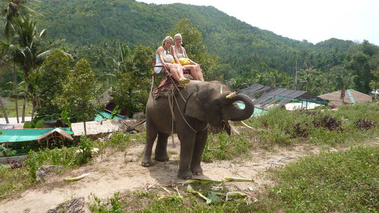 Das ist Champion vom Phangan Safari and Elefant Treckking, der unser tapfer rumgetragen hat. Am Anfang konnten wir das ueberhaupt nicht richtig geniessen, weil wir Angst hatte, dass er irgendwie gequaelt hat. Aber der Elefantenfuehrer war total lieb zu ihm und hat ihm unterwegs immer mal eine Leckerei geschlagen. Da waren wir happy 
