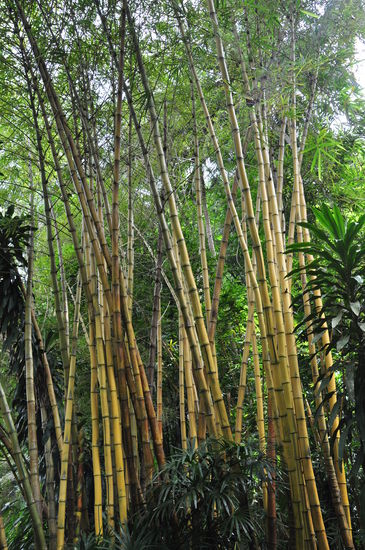Warum ist der in unserem Garten eigentlich nicht so?
