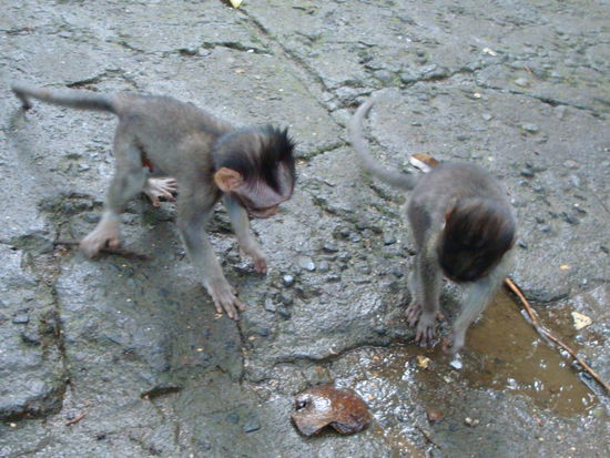 Kann ich die bitte einpacken?