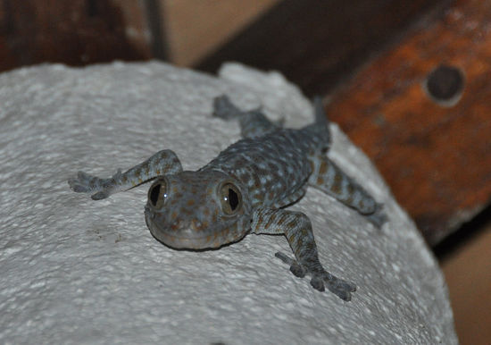 Der laechelt doch, oder??