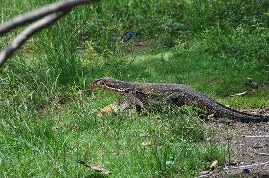 Kleinere Warane gibt es hier auch, immerhin auch so an die 1,5m lang