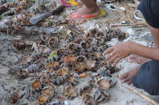 ...Seeigel ausgenommen