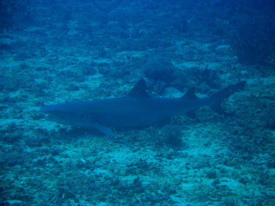 Unser erster Hai, der wohl einfach nur seine Ruhe haben wollte