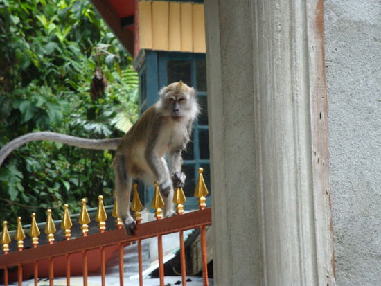 ...und da isser auch schon: schnittige Frisur, giftiger Blick aber das taeuscht, die Makaken hier sind super scheu und gucken nur mal um die Ecke, um die Lage zu checken
