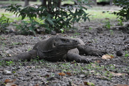 auch der Kleine hatte so um die 2,50m