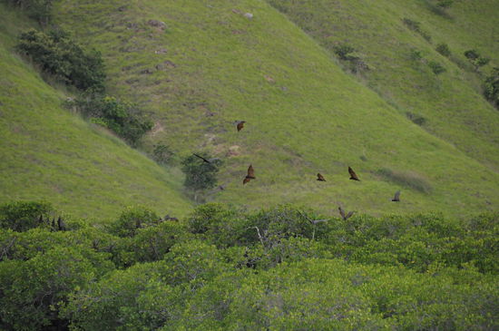 Flying Foxes (nicht Flying Frogs) beim Aufwärmen