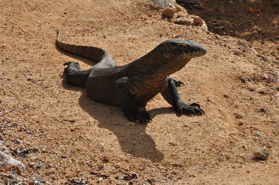 Da fehlt leider der Grössenvergleich aber das waren schon so 2,5 m