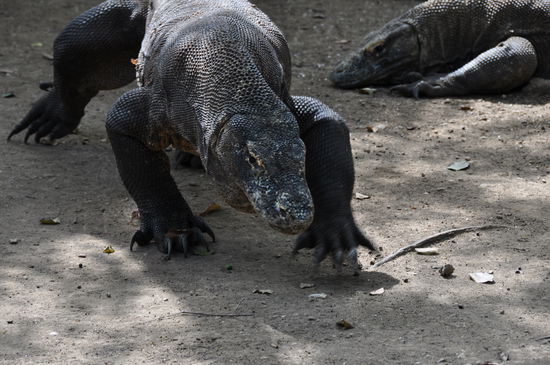 Verdauungsspaziergang oder fixieren der Beute???