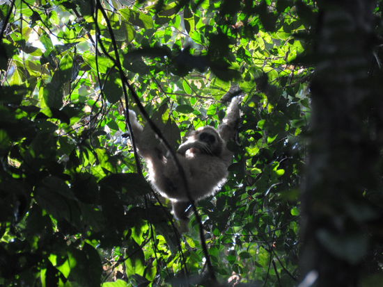 Die Gibbons waren leider alle sehr weit oben und in den Blaettern verborgen