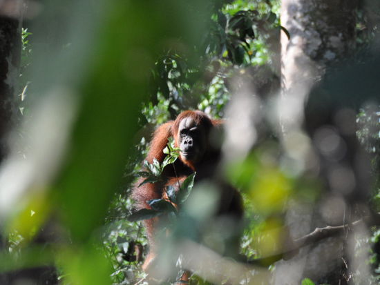 nix "Gorillas im Nebel": Orang-Utans im Gruen!!!